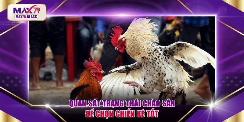 Quan sát trạng thái chào sân để chọn chiến kê tốt